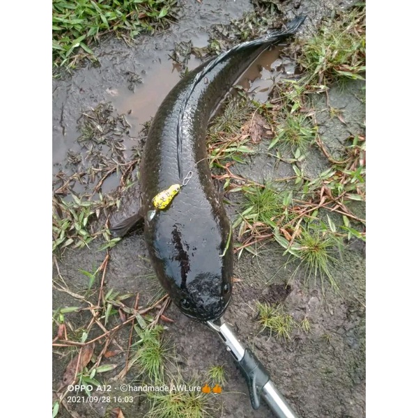 UMPAN SOFTFROG AW LURE BIRD