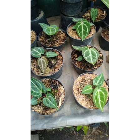 anthurium magnificum hybrid