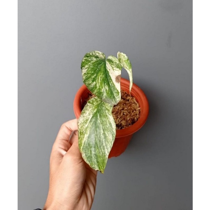 NEW PRODUK tanaman hias amydrium zippelianum varigata - amydrium varigata