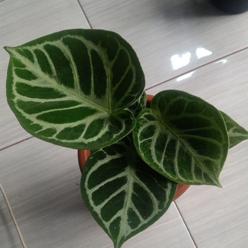 Tanaman hias anthurium dorayaki ori