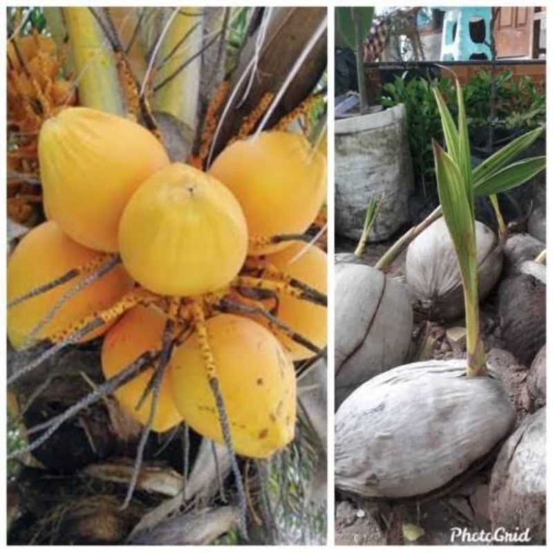 bibit kelapa kuning hibrida