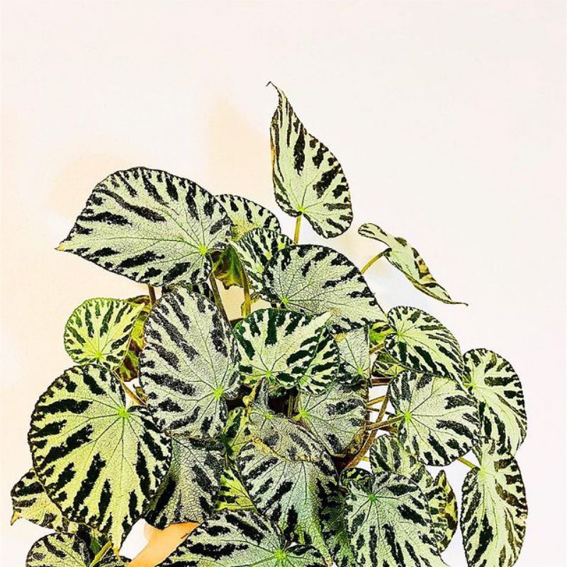 Tanaman Hias Begonia Macam / Begonia karpet