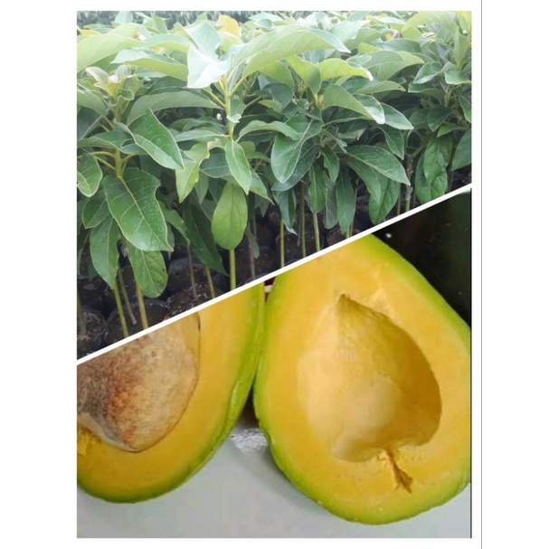 Bibit Pohon Alpukat Mentega