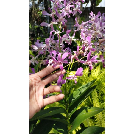 Anggrek superbiens media kayu kulit pinus + kawat gantung