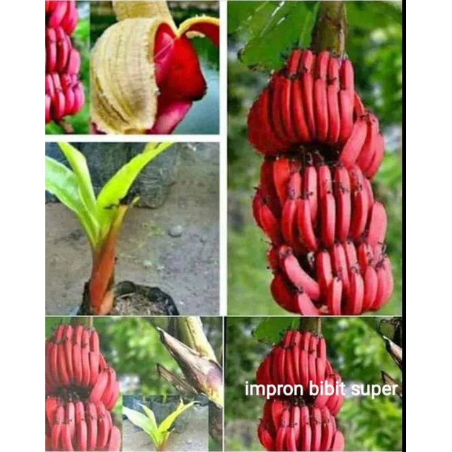 Bibit Pisang Merah/Pisang Kidang Enak