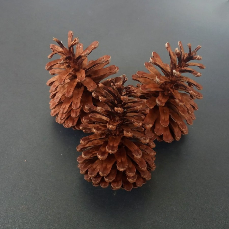 Bunga Pinus Kering SATUAN Pine Cone Ukuran RANDOM Bahan Kerajinan Tangan Hiasan Bunga Kering Bahan Rustic Alami Biji Pinus Kering Hiasan Mahar Parcel Hampers Bentuk Ukuran Campur Accessories Aksesoris Gift Kado Hias Craft Crafting Grosir Prakarya Malang