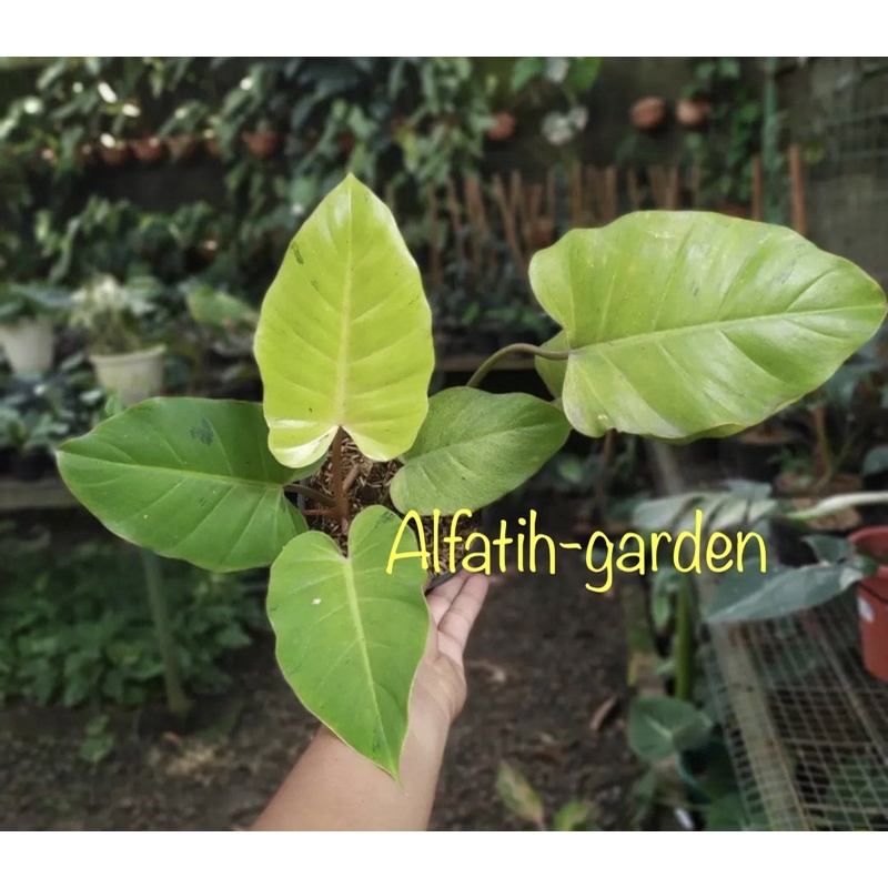 philodendron jungle fever