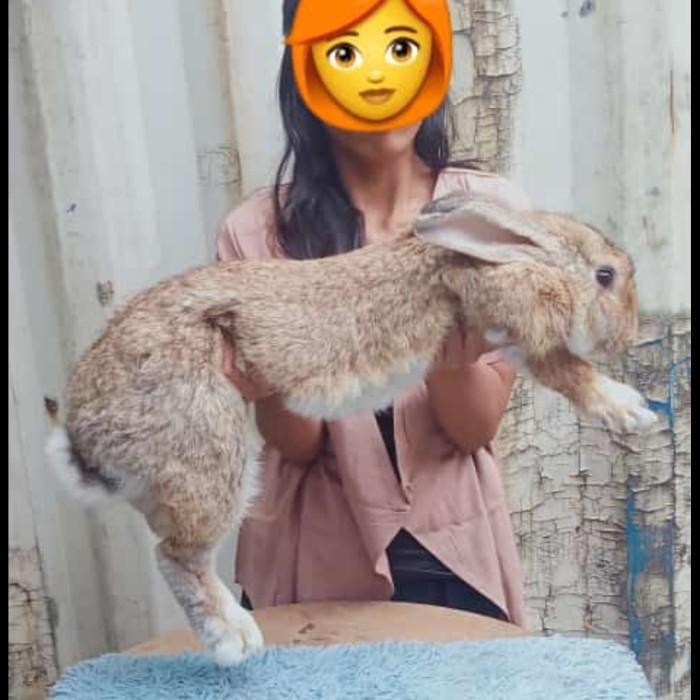 FlemishGiant pure sepasang