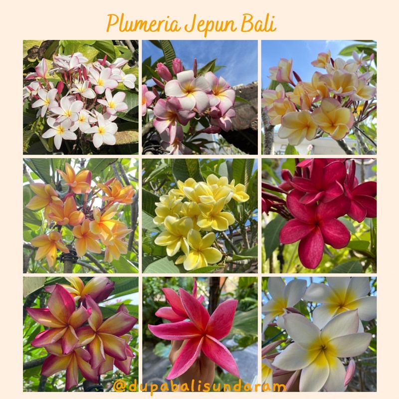 Bibit Stek Kamboja Jepun Plumeria Bali