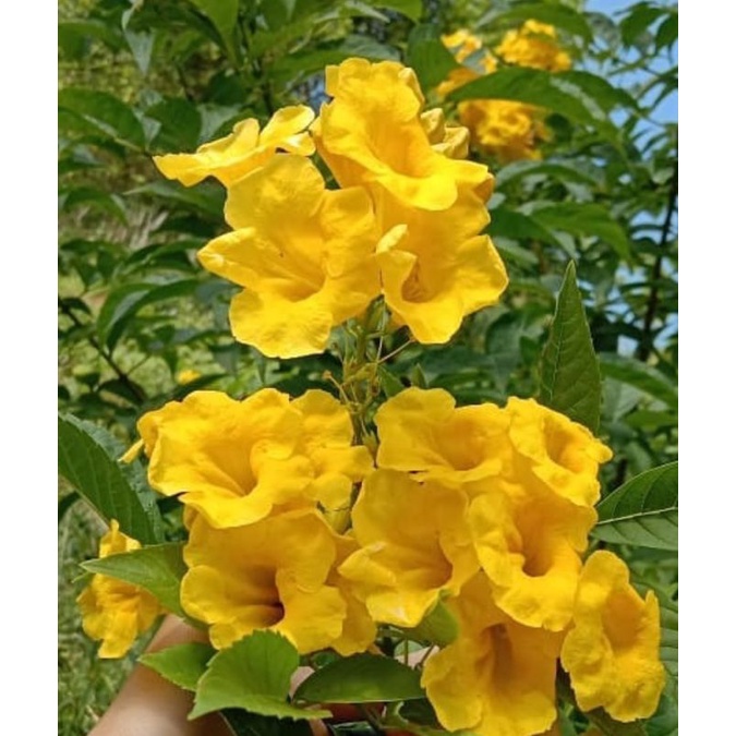 Bunga Teckomaria / Terompet kuning