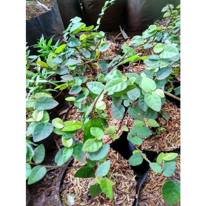 TANAMAN RAMBAT DOLAR - POHON DOLAR KECIL TANAMAN RAMBAT PAGAR