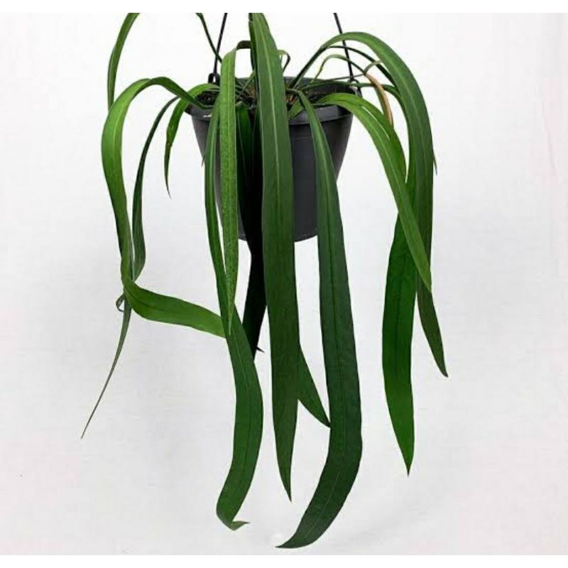 Tanaman Hias Anthurium Dasi Vitarifolium / Anthurium Dasi Vitarifolium