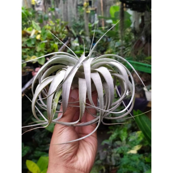 Tillandsia Xerographica koleksi | tanaman udara