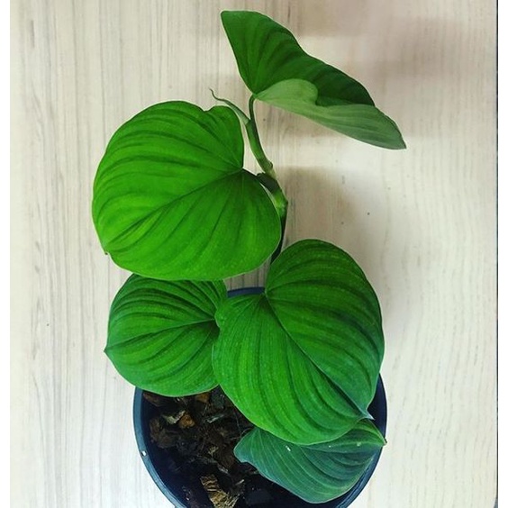 Tanaman hias philodendron fibraecataphyllum / fibrae