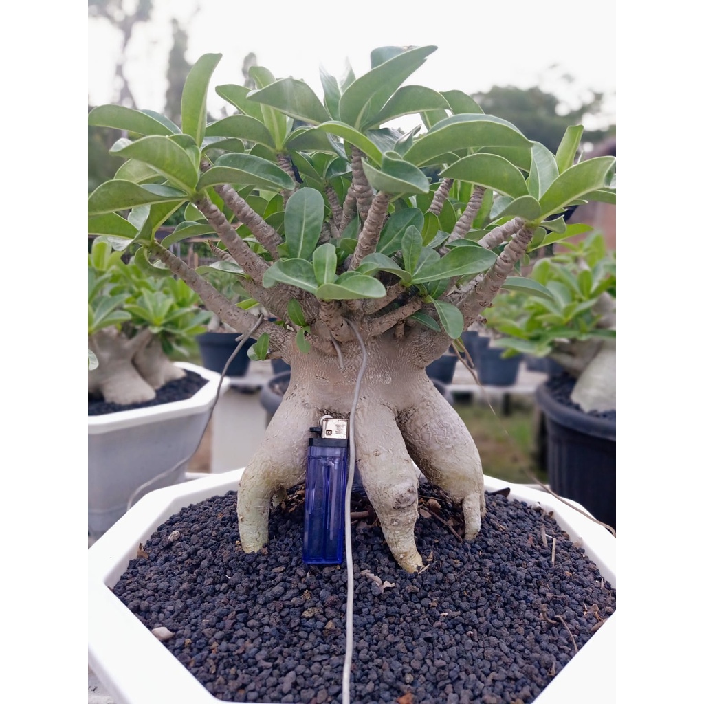 Bibit Adenium Arabikum Hibrid WKL x KLT x WSB DD