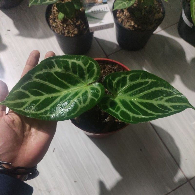 anthurium silver tiger