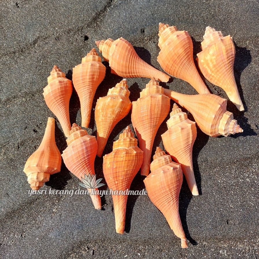 Cangkang kerang hias - Cangkang kerang onem