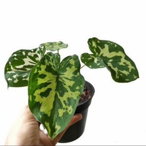 KELADI LORENG/TANAMAN HIAS CALADIUM CANTIK/KELADI HIJAU CANTIK/TANAMAN HIAS CALADIUM