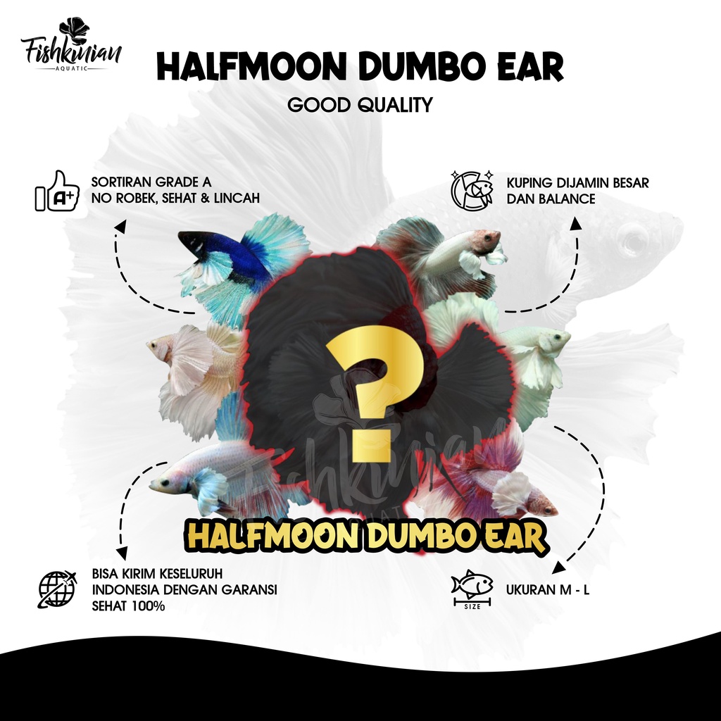 HALFMOON DUMBO EAR