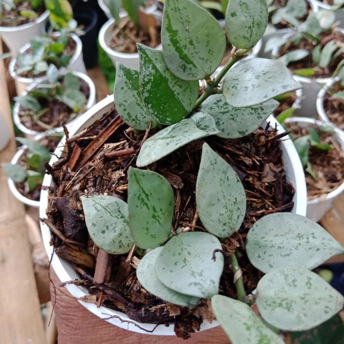 Water Sofa Hoya Lacunosa Super Krohniana Eskimo, Ekonomis