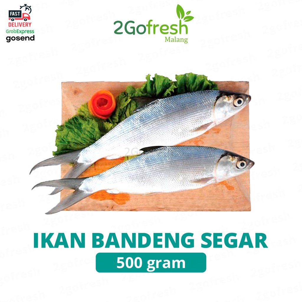 

Ikan Bandeng Segar/ Fresh - Sayur Sayuran