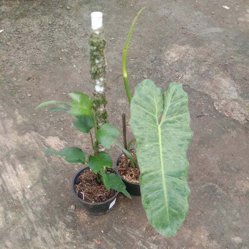 Tanaman Skeleton key dan Verde