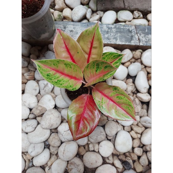 Aglonema Jamela Jackpot