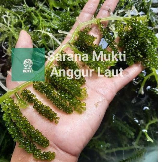 

[KODE PRODUK ASGVF9563] Anggur laut/ Green Caviar/ Latoh/ Lawi lawi/ Sea Grapes (Caulerpa Sp.)