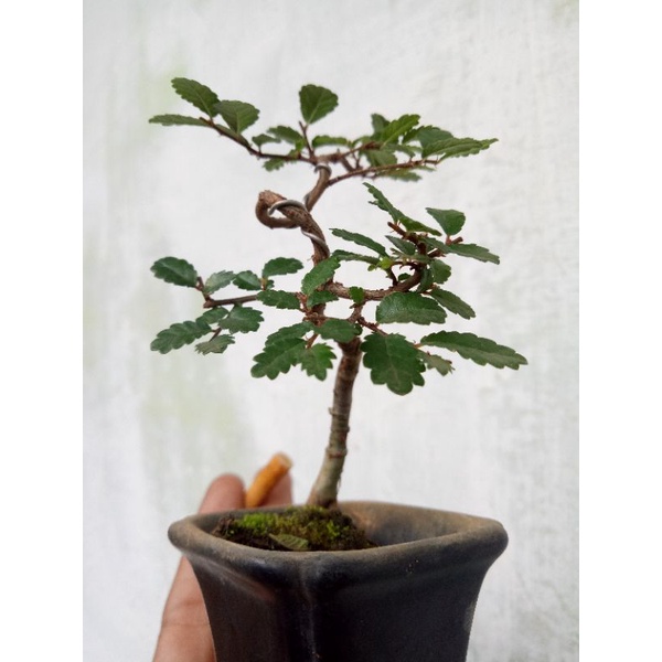 Bonsai Mame Ulmus Real Pic
