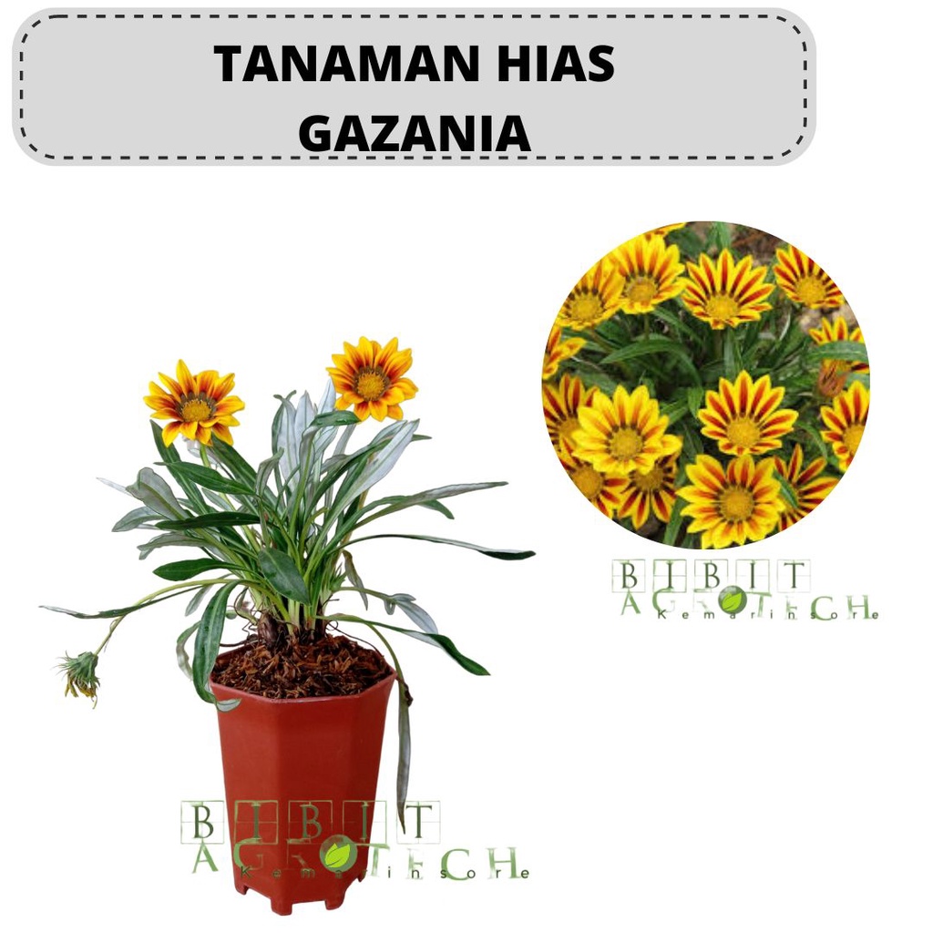 Bibit Tanaman Hias Bunga Matahari Mini Gazania Berbunga/Bunga Gazania