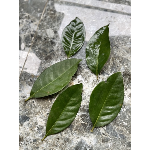 

Daun Salam Pergram