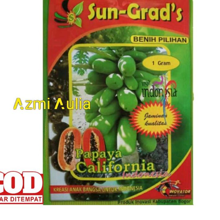 TERMURAH Benih Pepaya California SUN GRADS Isi Sekitar 60 Biji Bibit Pepaya Bibit Pepaya California 