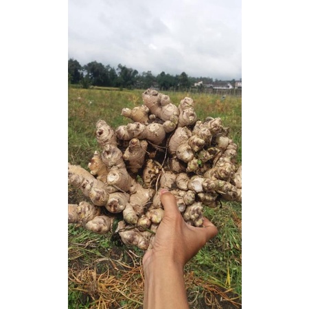 

jahe gajah fresh lokal kualitas premium 250gr