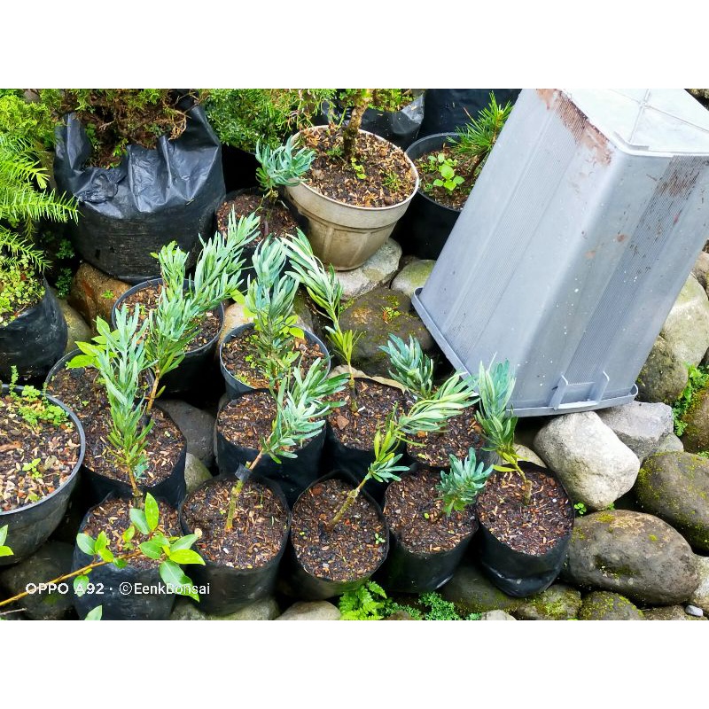 Lohansung Blue Ice Silver/ Bibit Bonsai Lohansung Blue Ice