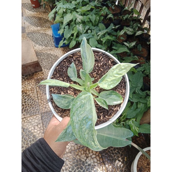 tanaman hias jose buono varigata putih