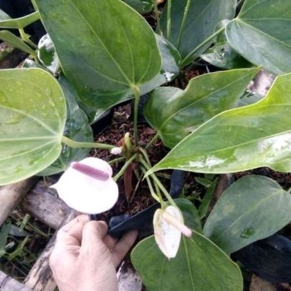 DIARY PETANI - Tanaman Hias Anthurium Bunga Warna Merah Sudah Berbunga