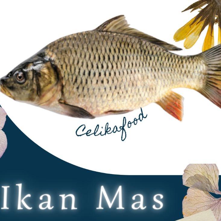 

Kirim Langsung ̿' ✲ Ikan Mas 500gr Emas Fresh Fish J☻ Sale