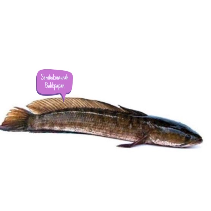 ikan gabus segar hidup 1kg