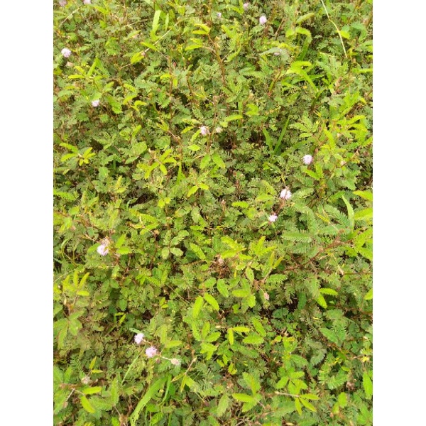 

Daun putri Malu Segar 250grm