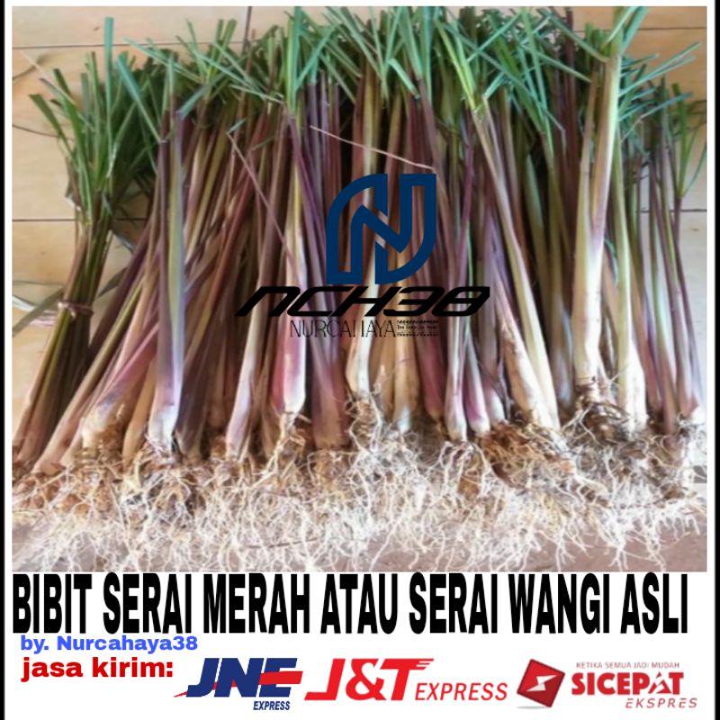 Bibit Serai wangi  / serai merah /  pakai akar  / serai wangi