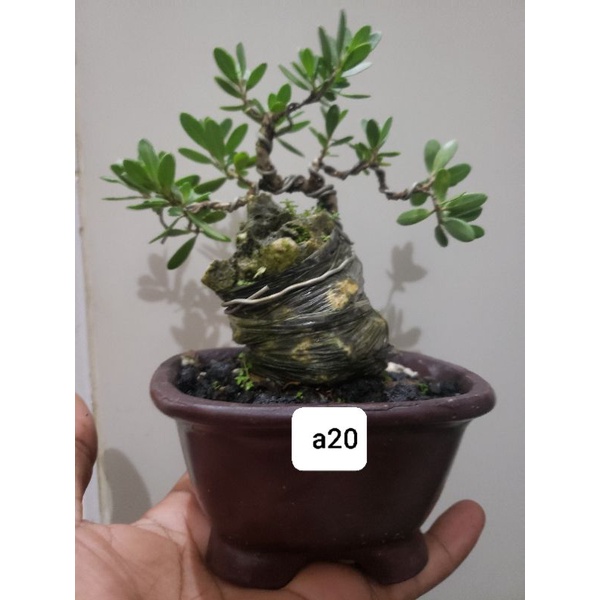 bonsai mame santigi karang program on the rock