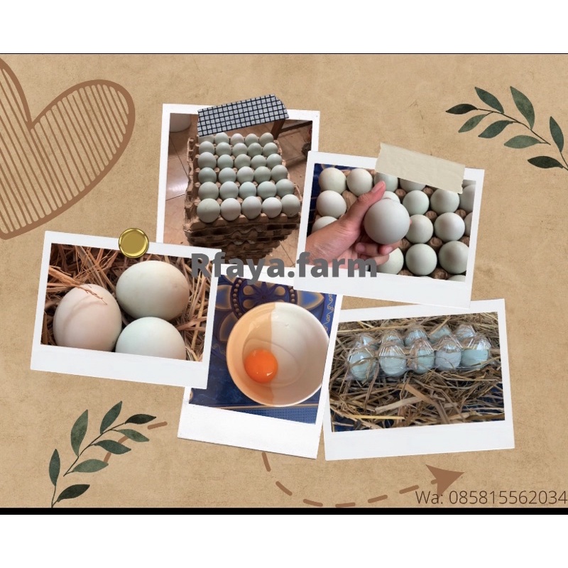 

Telur bebek omega (orange) fresh dari kandang (3, 6, 10 butir)