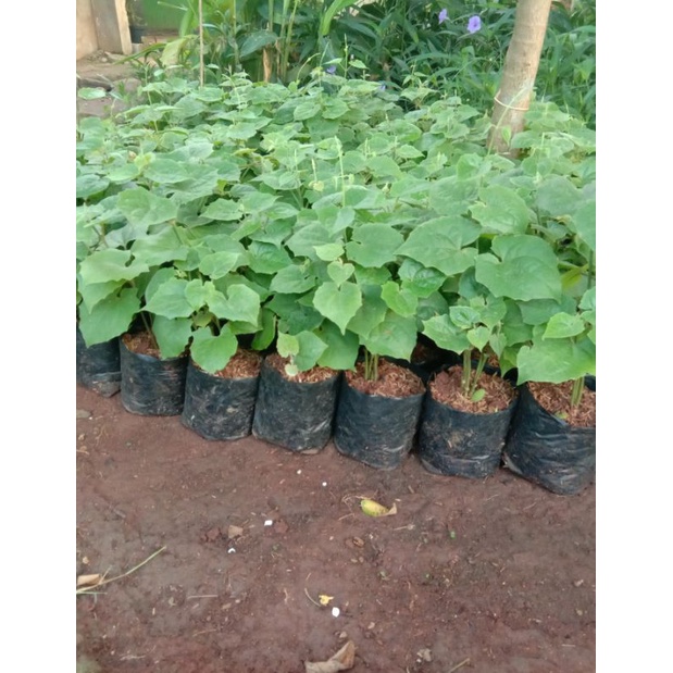 bunga rambat tunbergia ungu