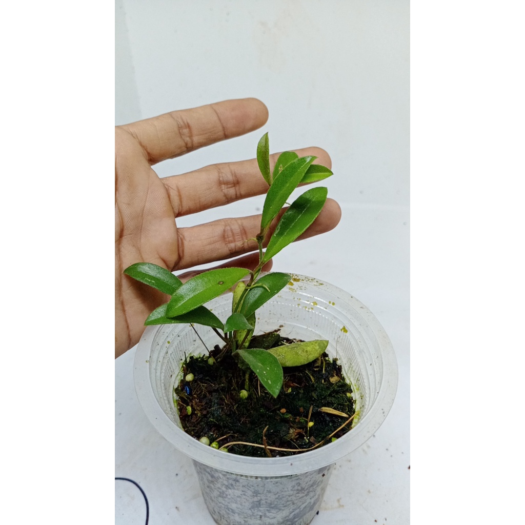 Hoya Parvifolia Sp Kalimantan