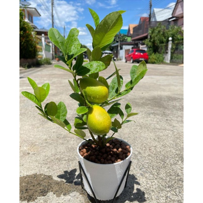 BIBIT TANAMAN JERUK CALIFORNIA | BIBIT TANAMAN BUAH JERUK LEMON DALAM POT | BIBIT TANAMAN JERUK LEMO