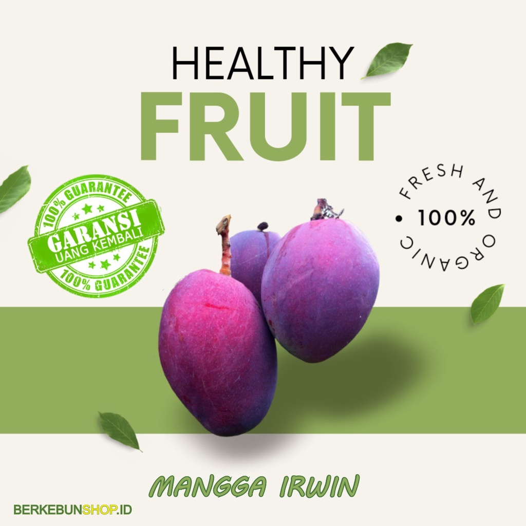 Bibit Buah Mangga Irwin Ungu Genjah Super Manis Super original bisa berbuah dalam pot Super Jumbo Ce