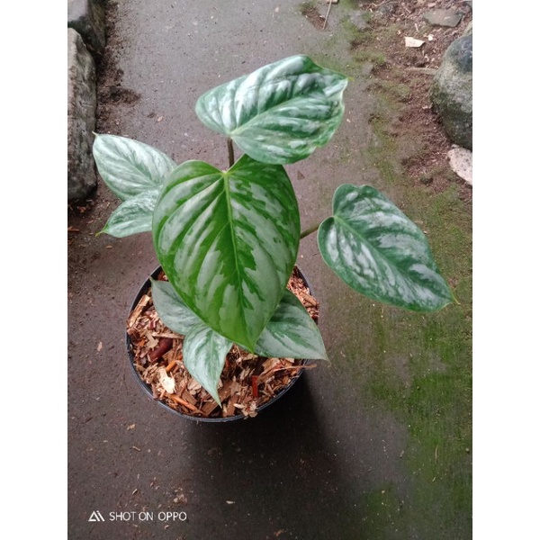 philodendron sodiroi