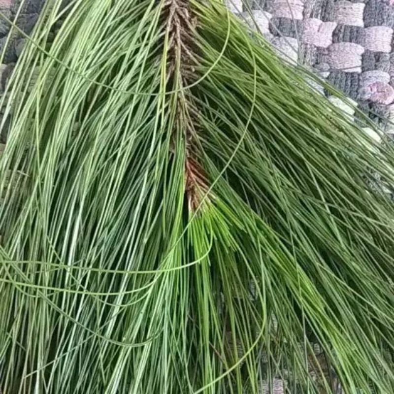 Daun pinus segar 500 gram