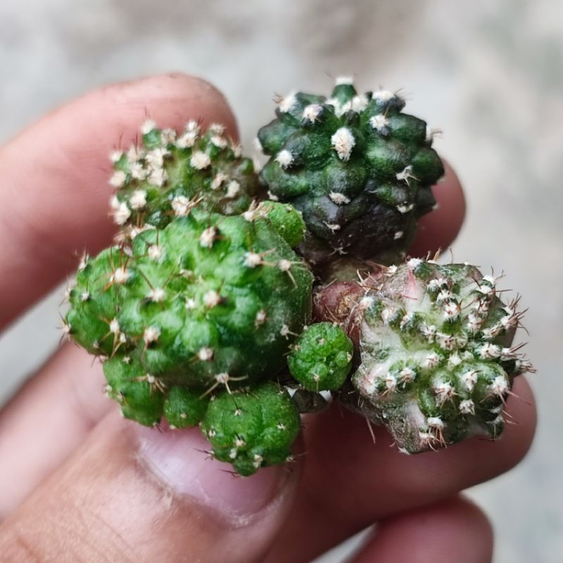 Kaktus Gymnocalycium T-rex Hybrid Langka Unik