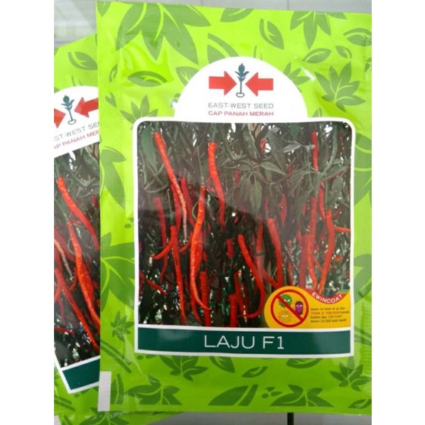 benih cabai keriting laju F1